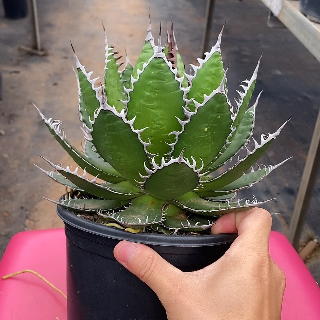 多肉植物龙蛇兰植物
