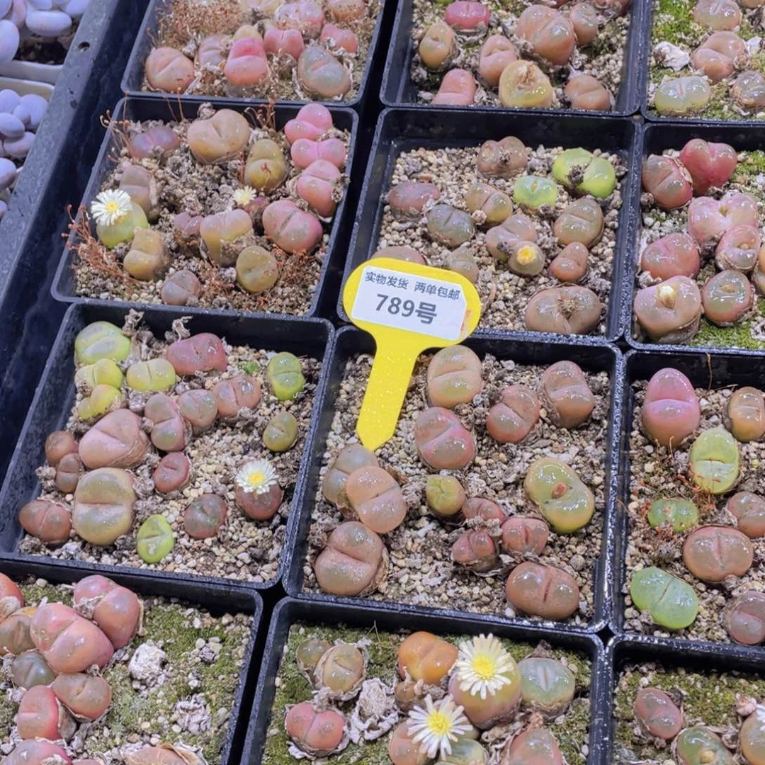 789号 八年毛汉尼一盒