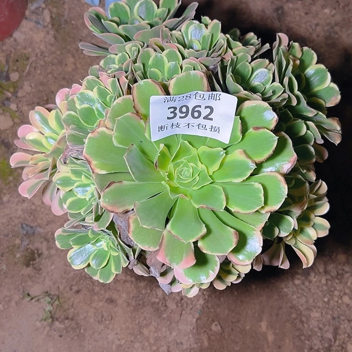 3962特斯拉多肉植物