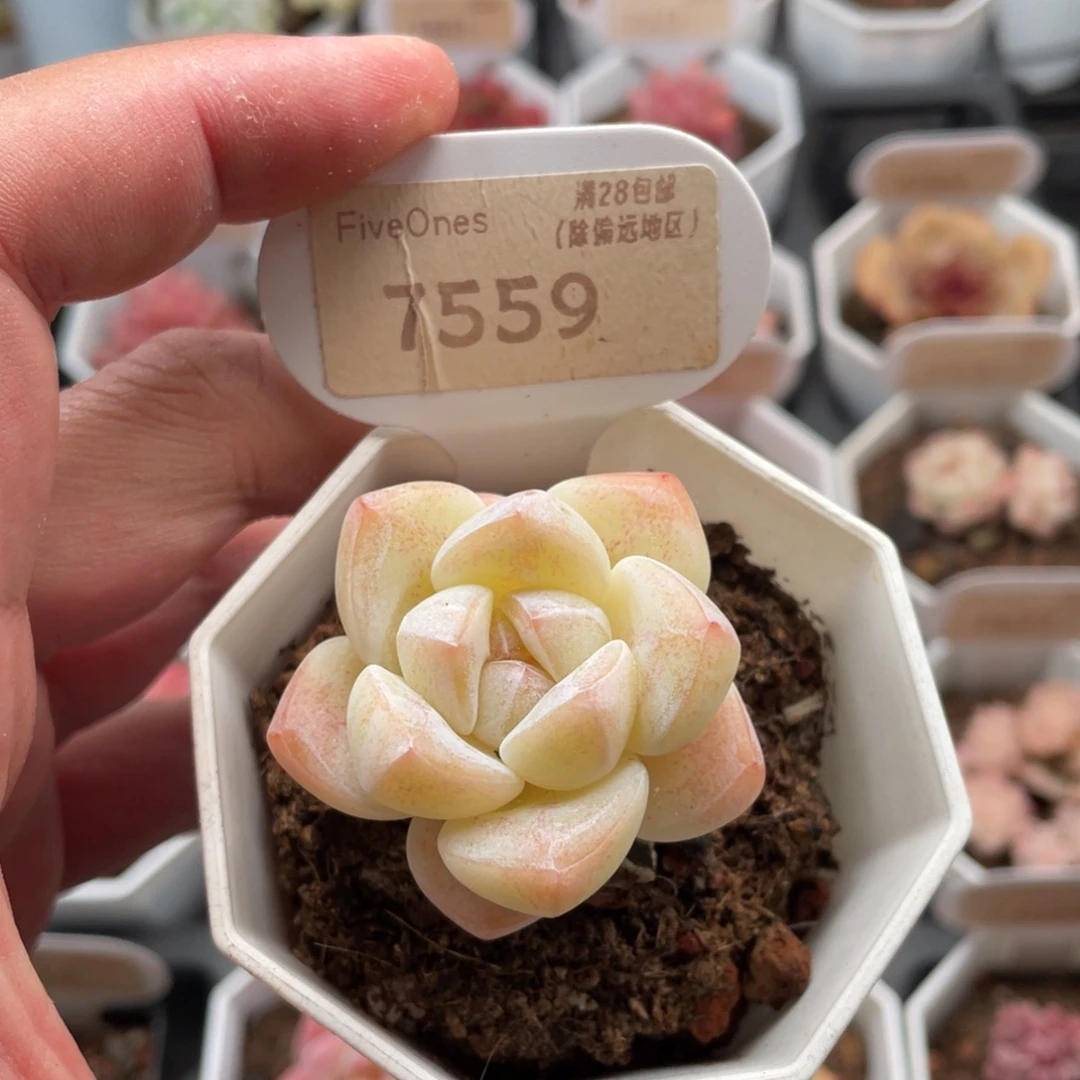 奶油冰玉7559-4.5厘米