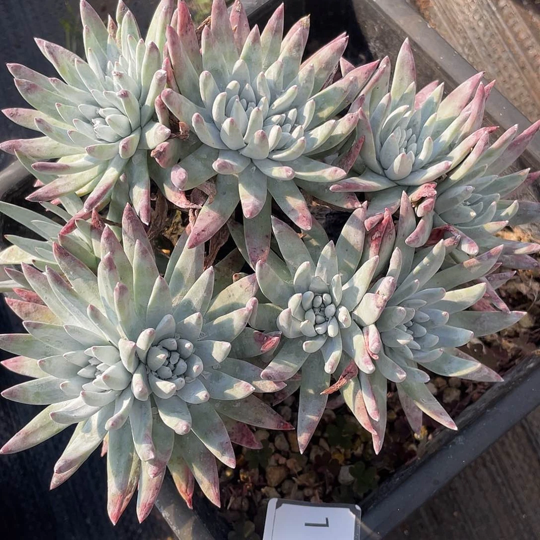 仙女杯多头老桩11339