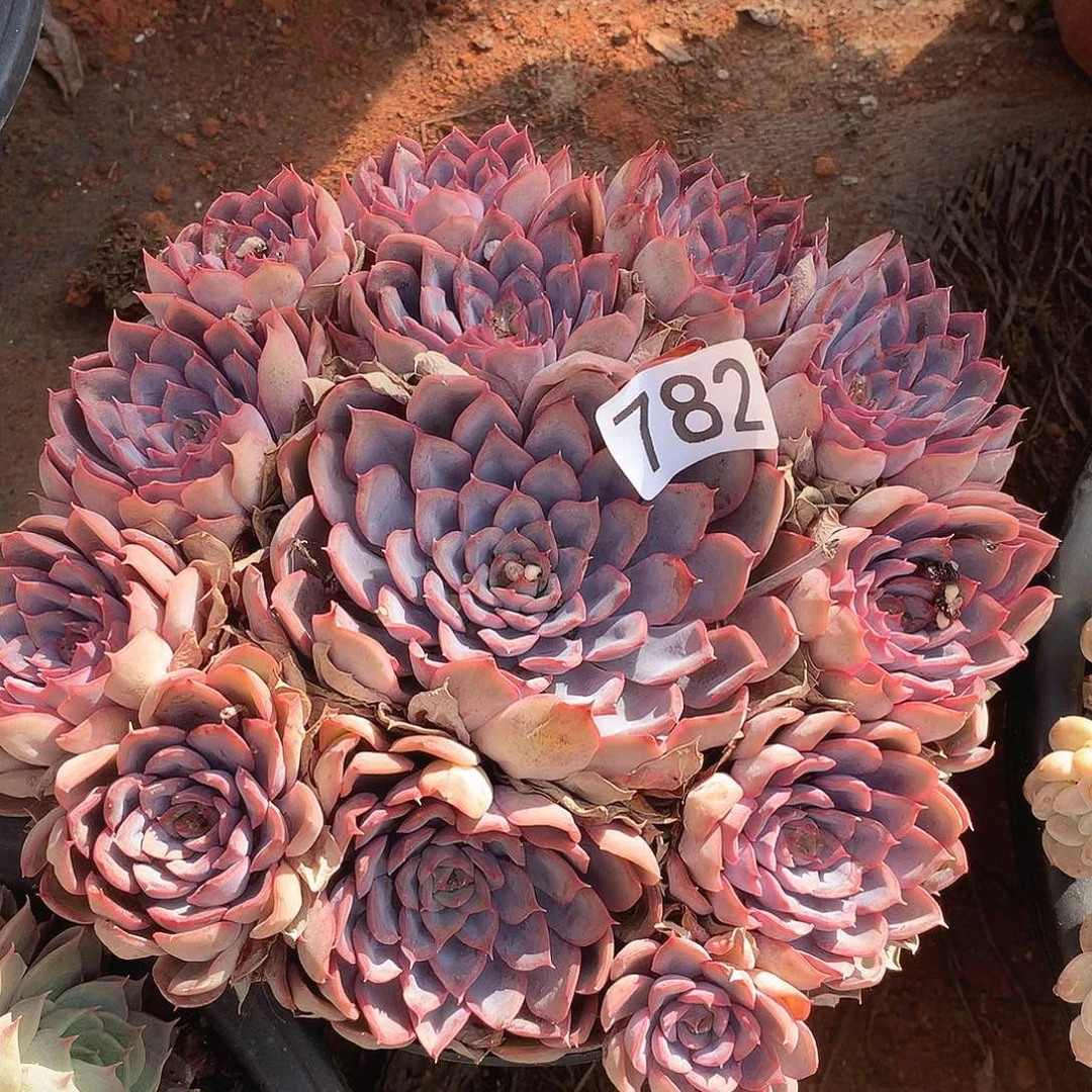 782猎户座一物一拍多肉