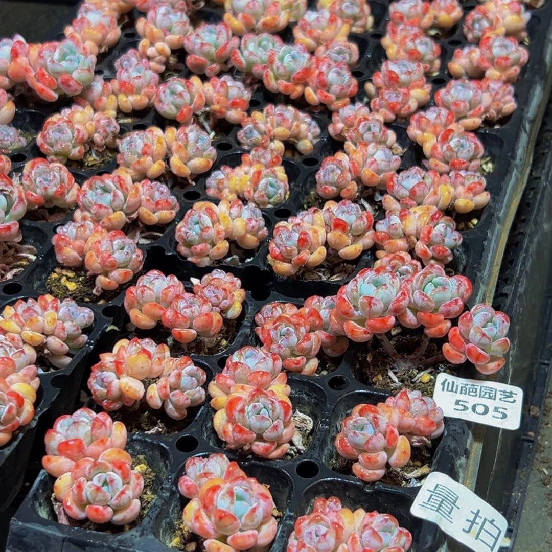 505得多肉量拍9颗