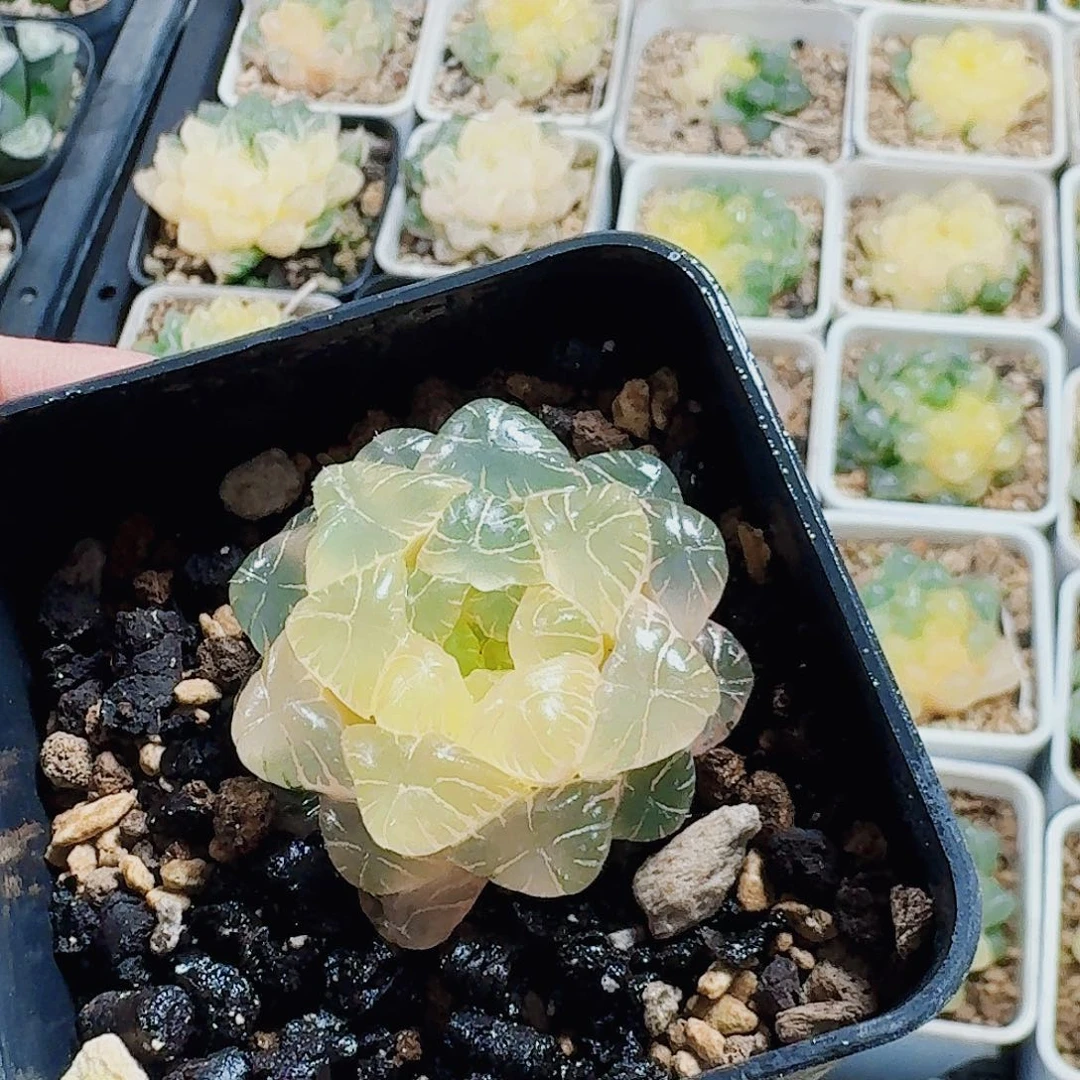 岚***无花朵十二卷实生冰灯锦