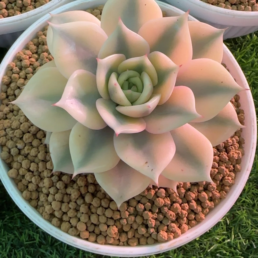 蔬**子贝加尔湖锦多肉植物