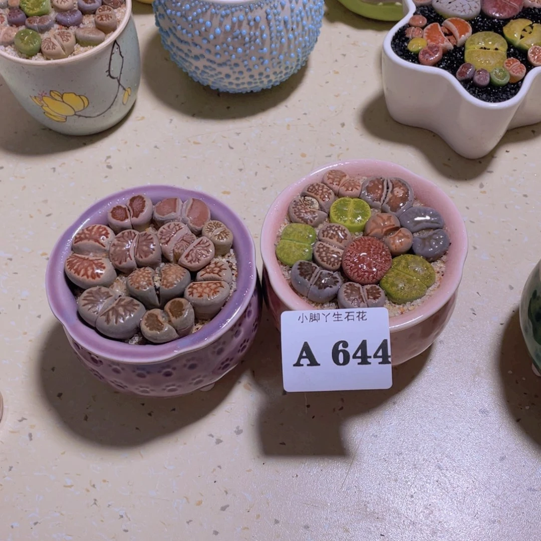 644生石花生石花生石