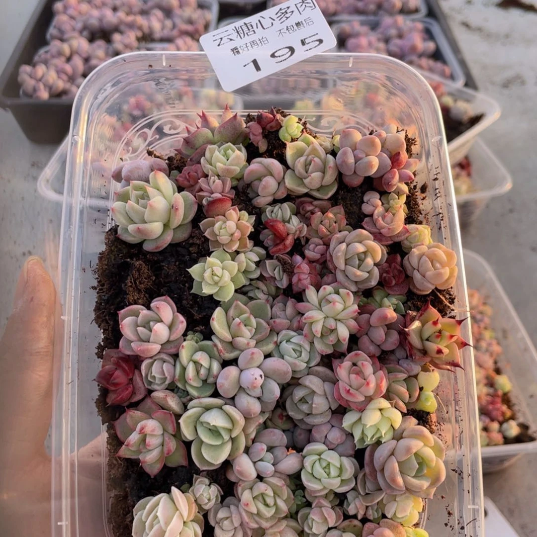 云糖心多肉植物195