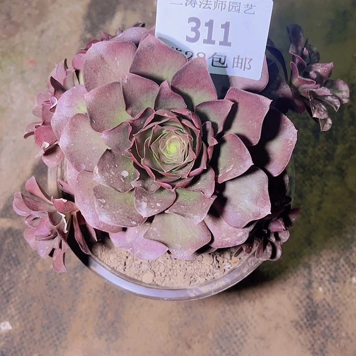 311魅金玫瑰多肉老桩
