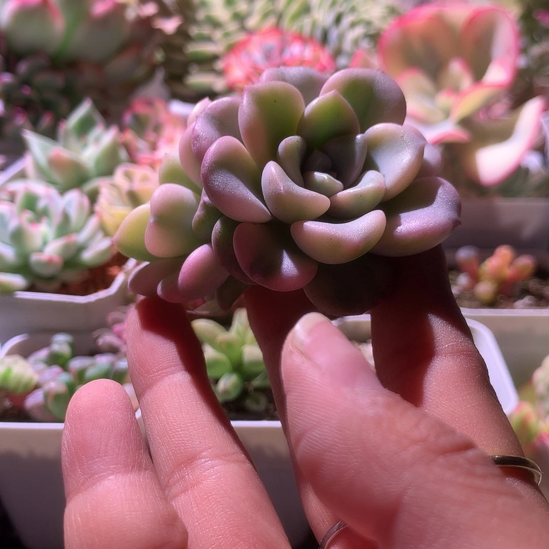 花斑鹿覆轮锦双头砍头