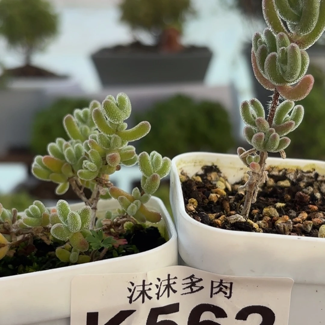 562粉冰冰和白皇后组合