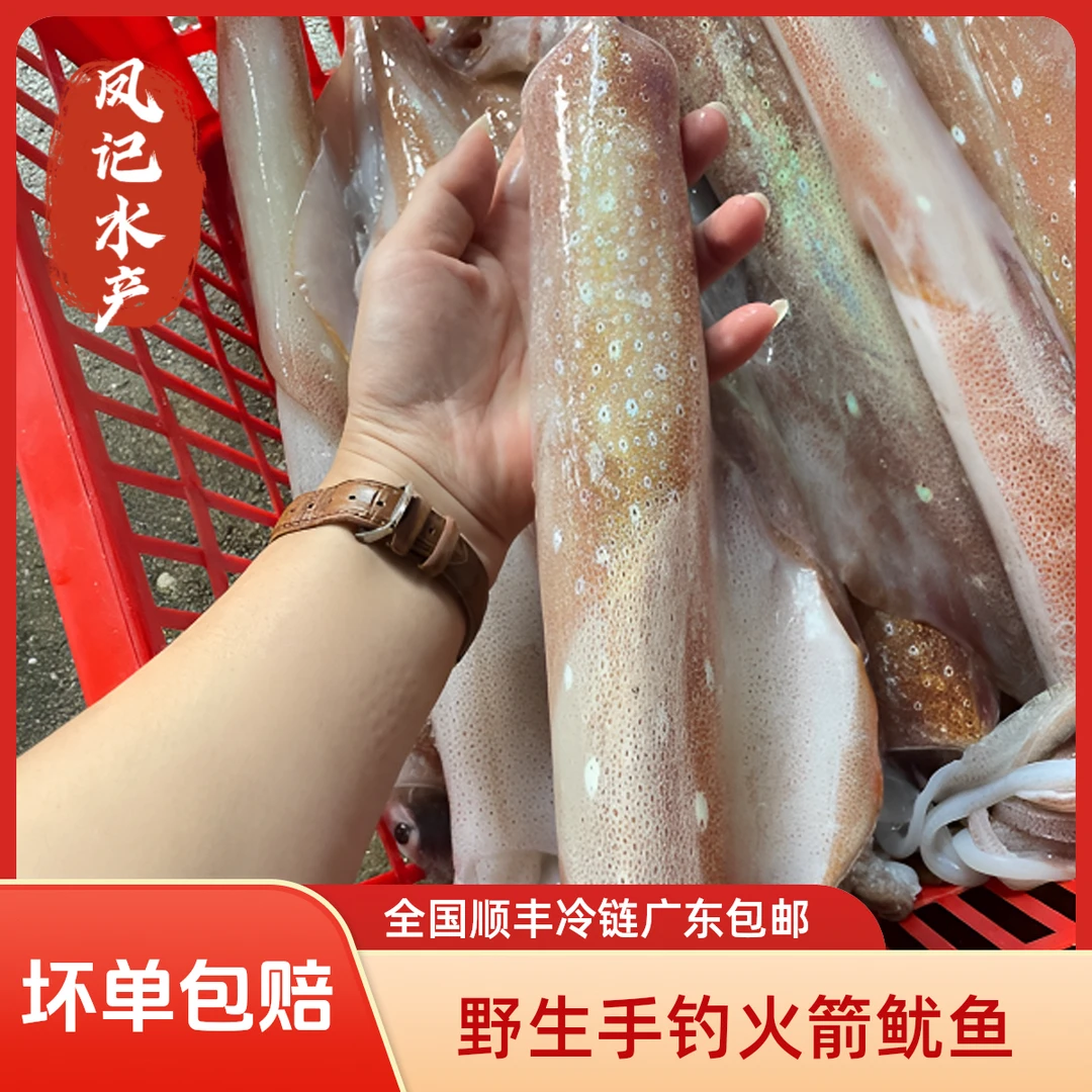 汕尾本港 火箭鱿鱼