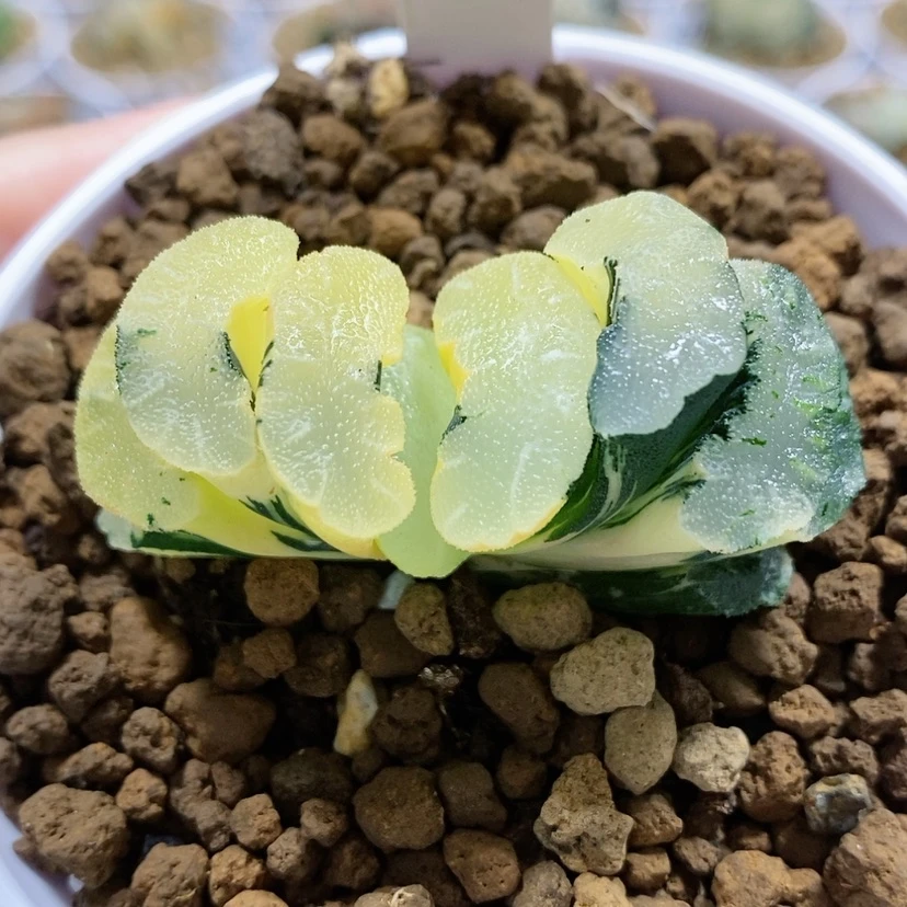 【闪购商品】51白熊玉扇锦