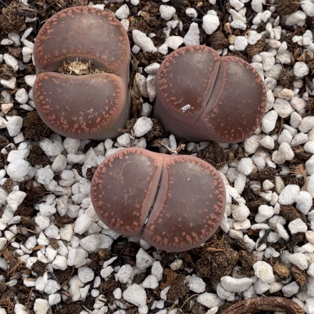 非偏远满20包邮476