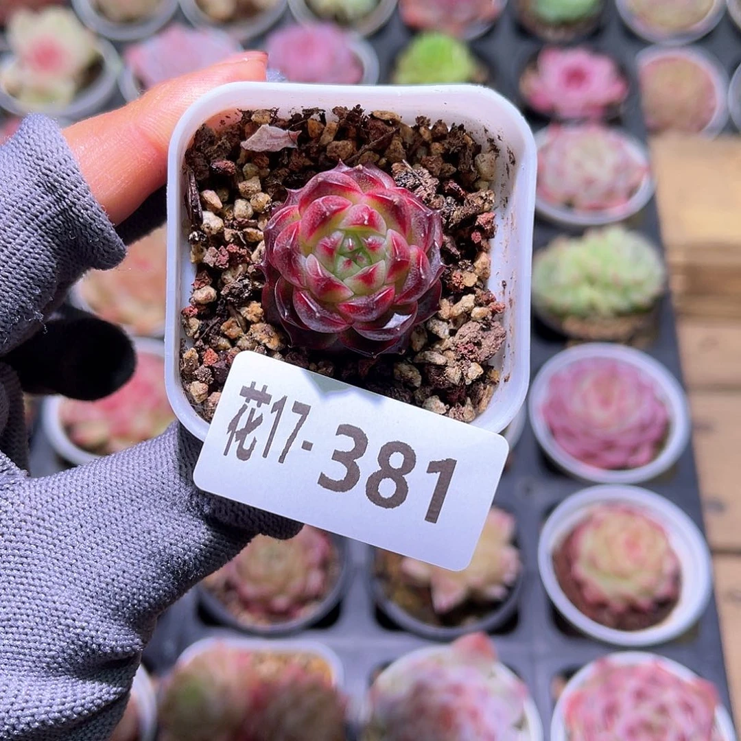 花17-381新品单头
