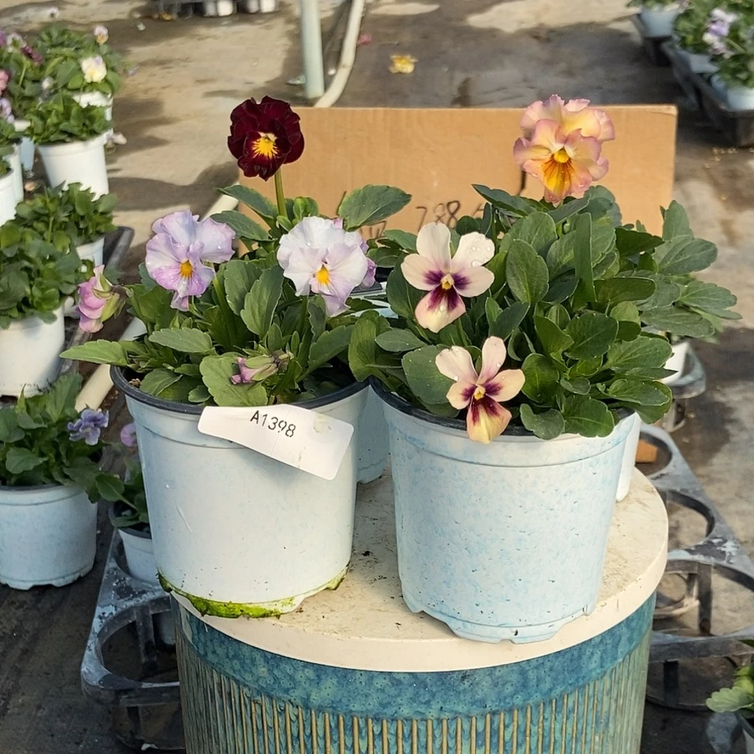 大部分花苞少量开放1398