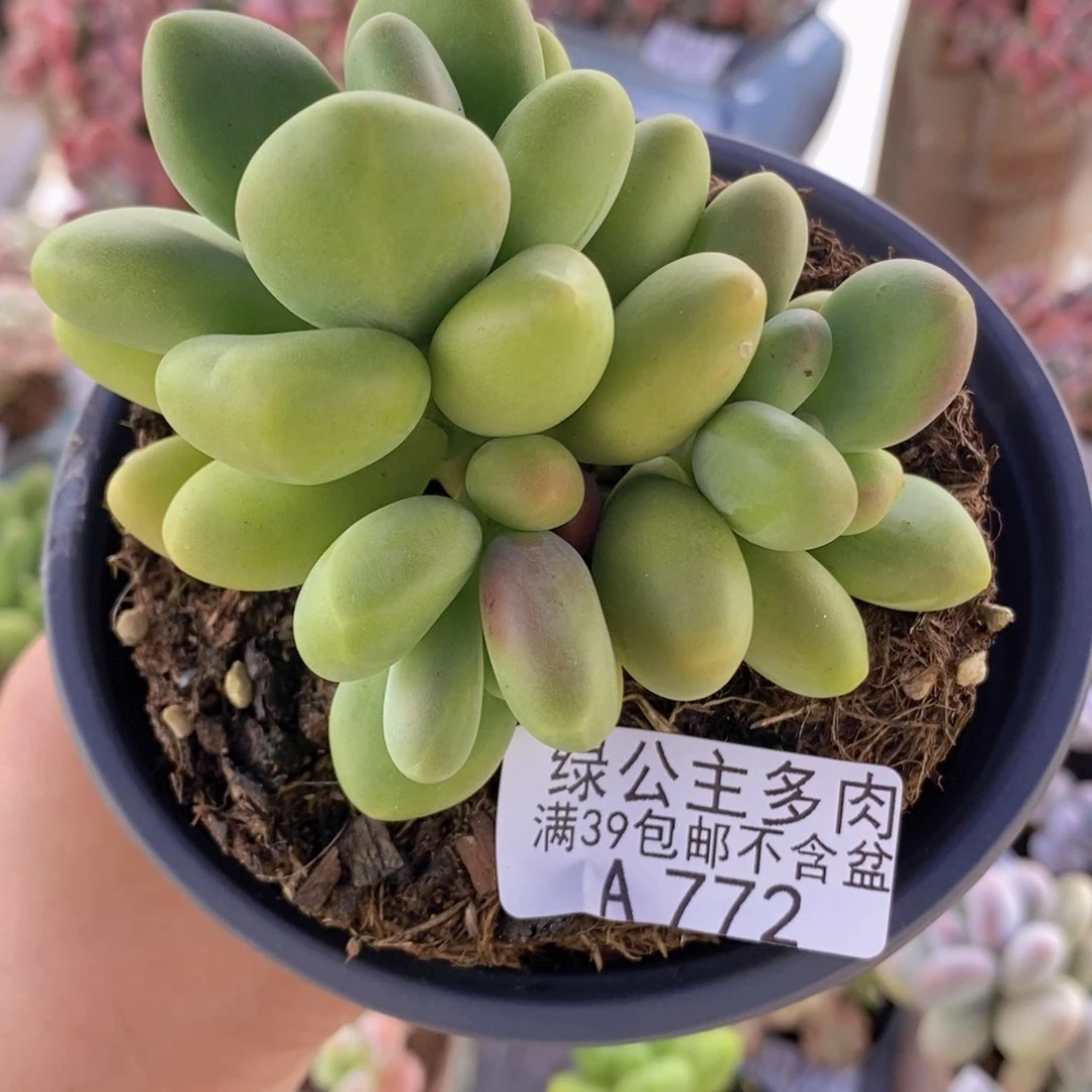 芒果kk奶7cm772多肉植物