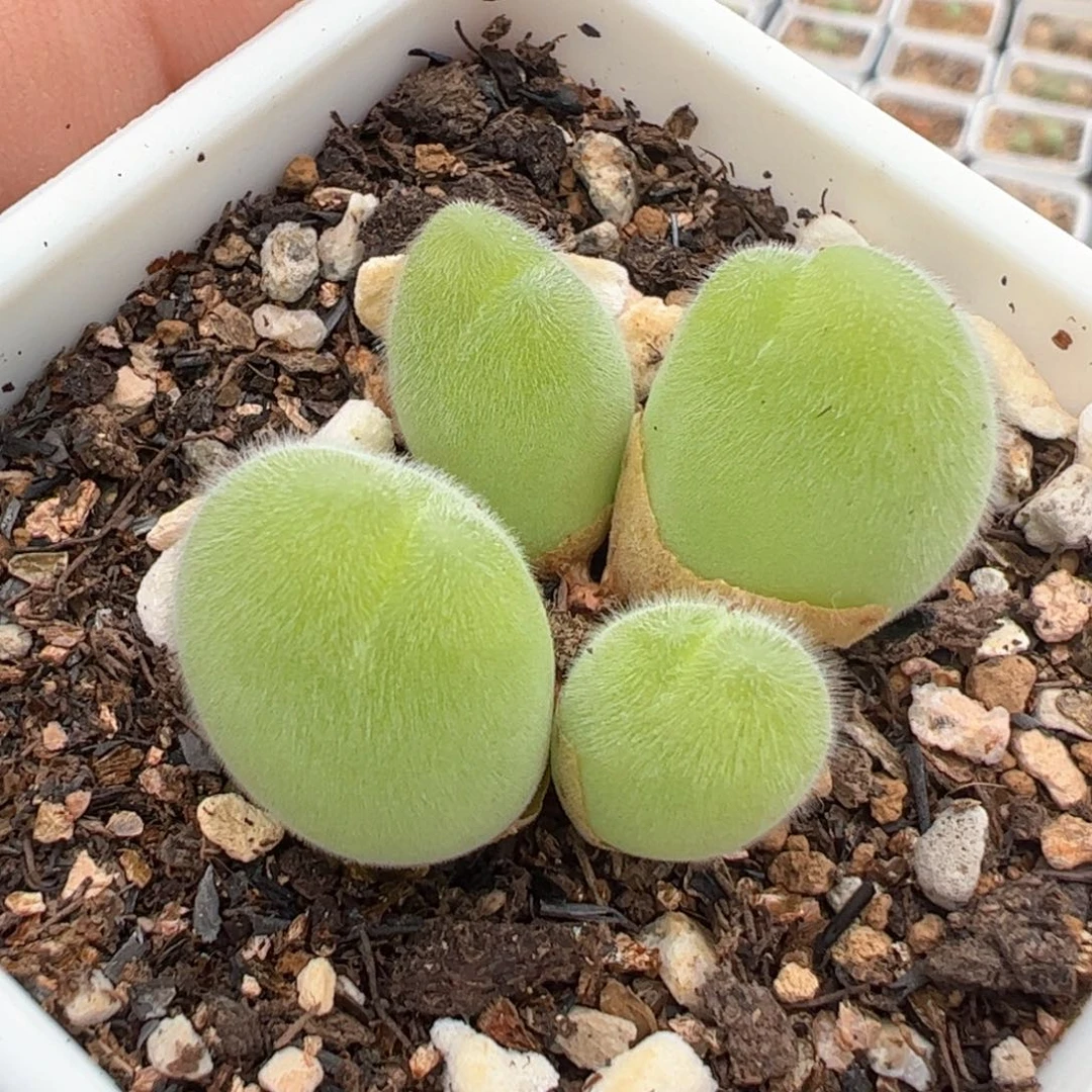 852多肉植物百科
