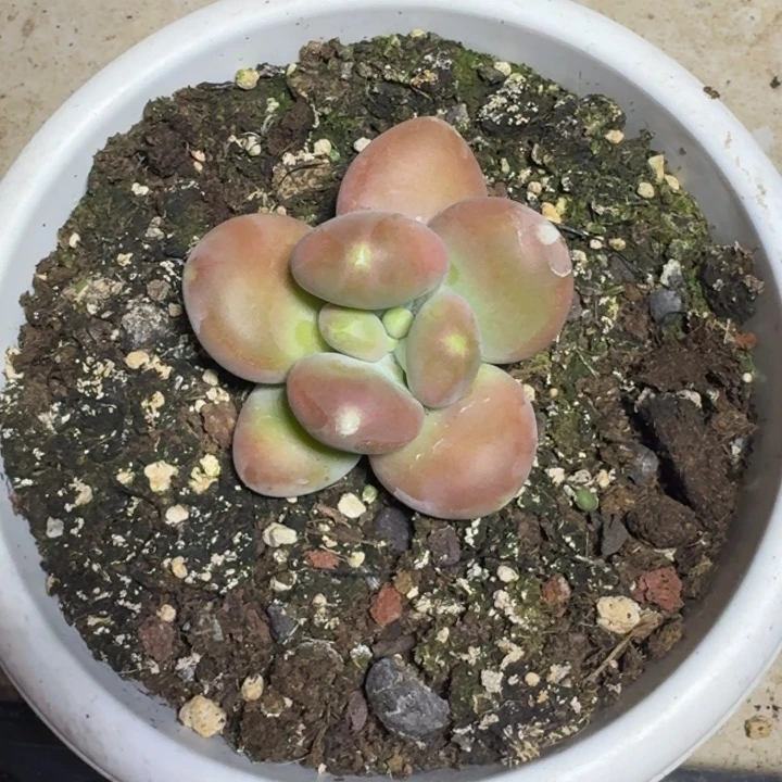 刚果奶 单头  一物一拍