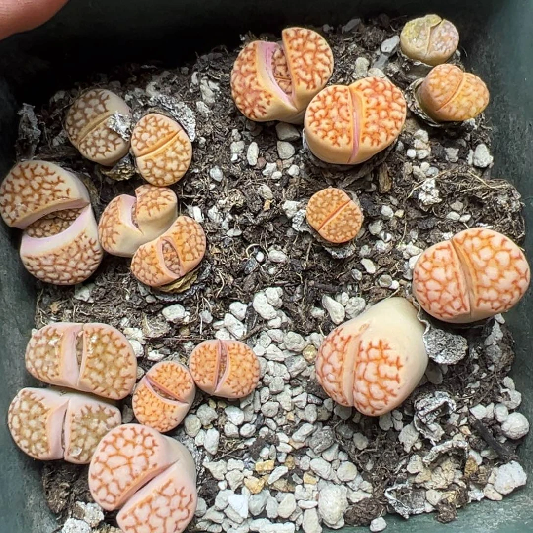 【闪购商品】974……