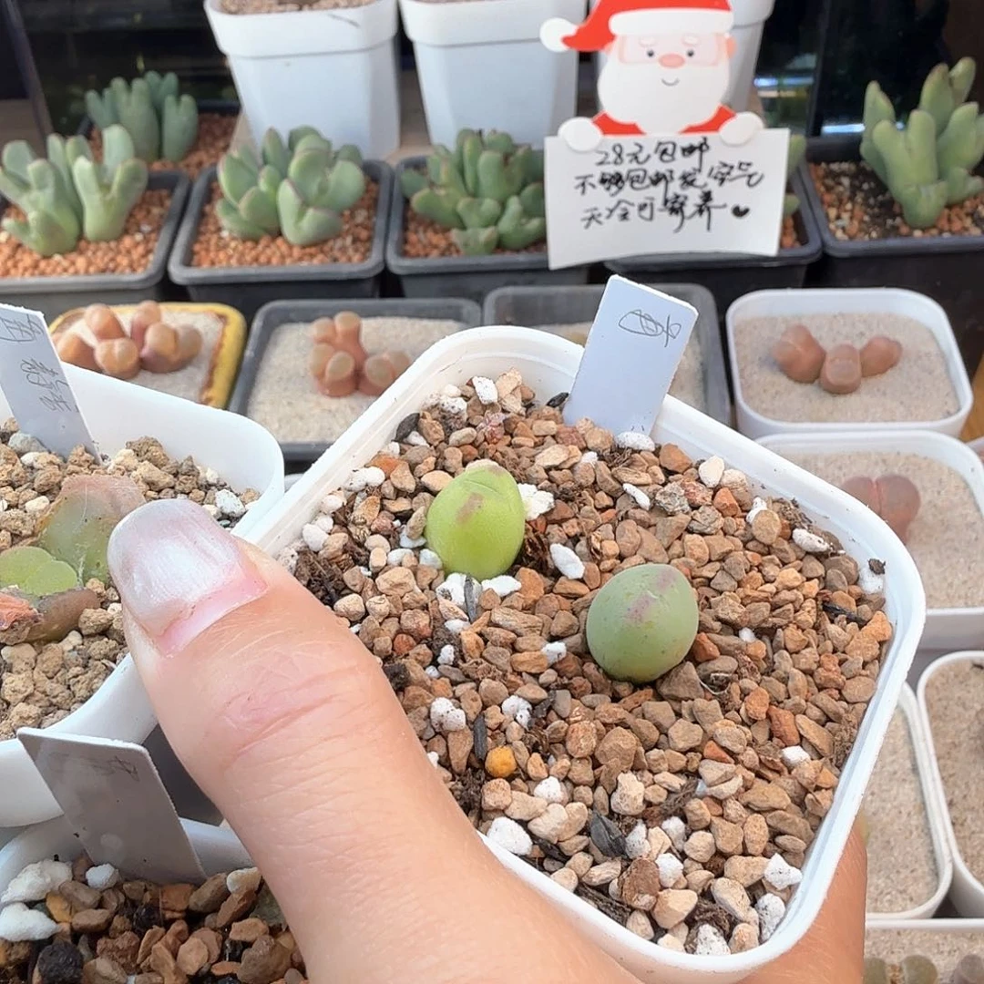 月****）2.11.3/苒苒的多肉植物