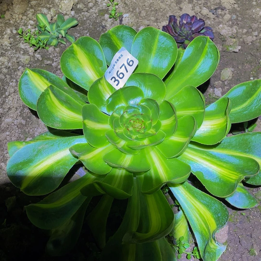 3676暴君多肉植物
