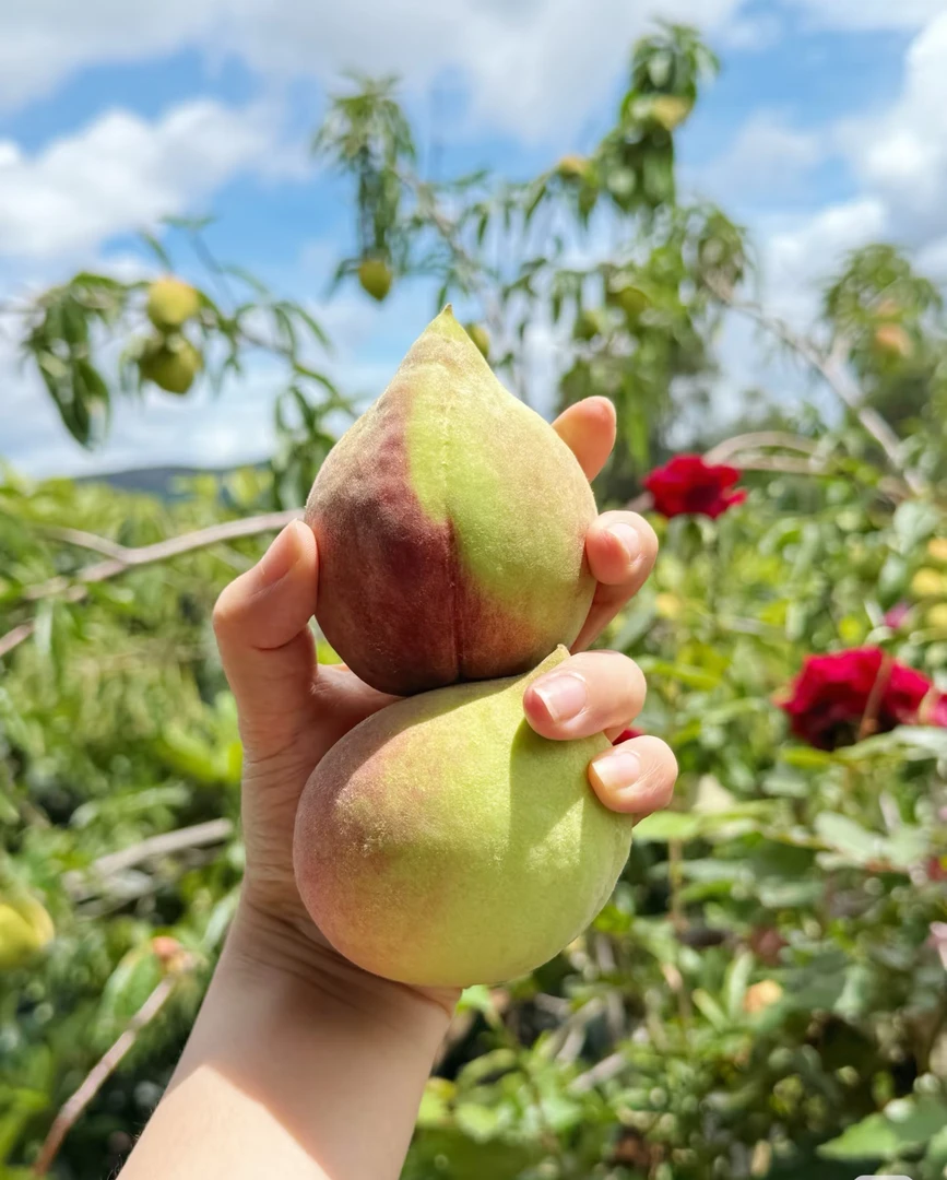 乡里阿蓉【鹰嘴桃】新鲜现摘现发当季水果孕妇水果香脆甜顺丰包邮