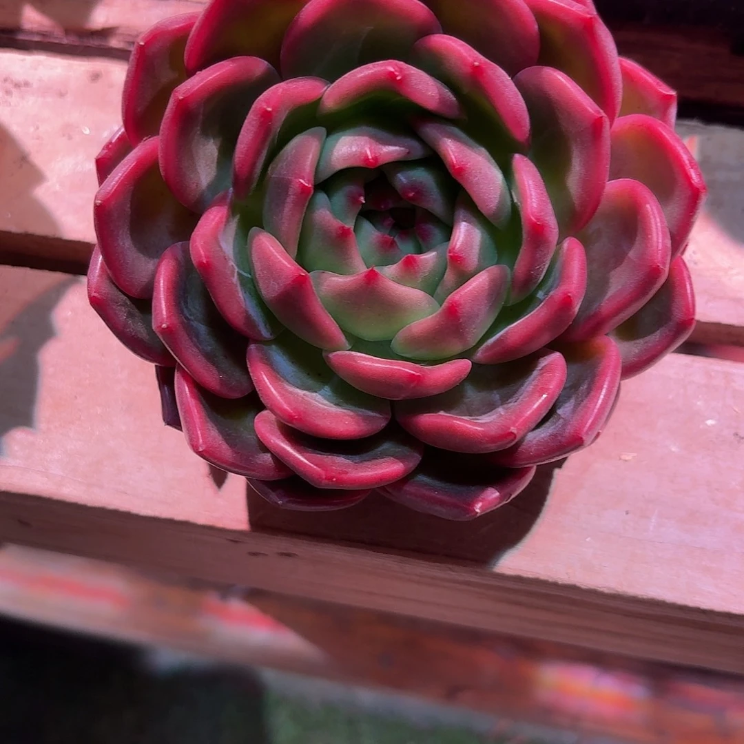 东云多肉多肉多肉多肉