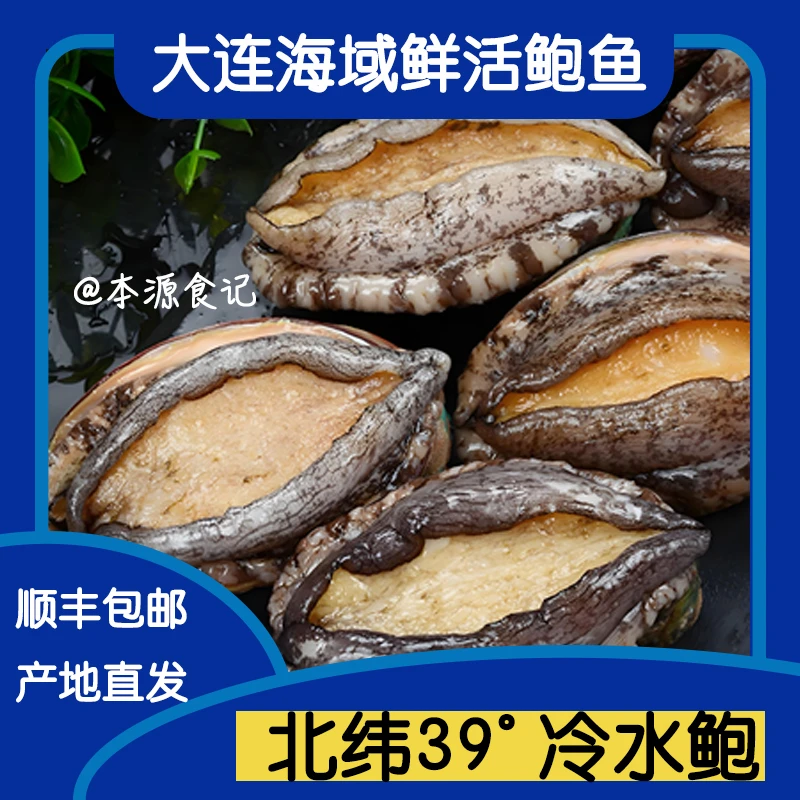 大连新鲜鲍鱼纯正冷水鲍大号（8头/斤）海鲜鲍鱼鲜活