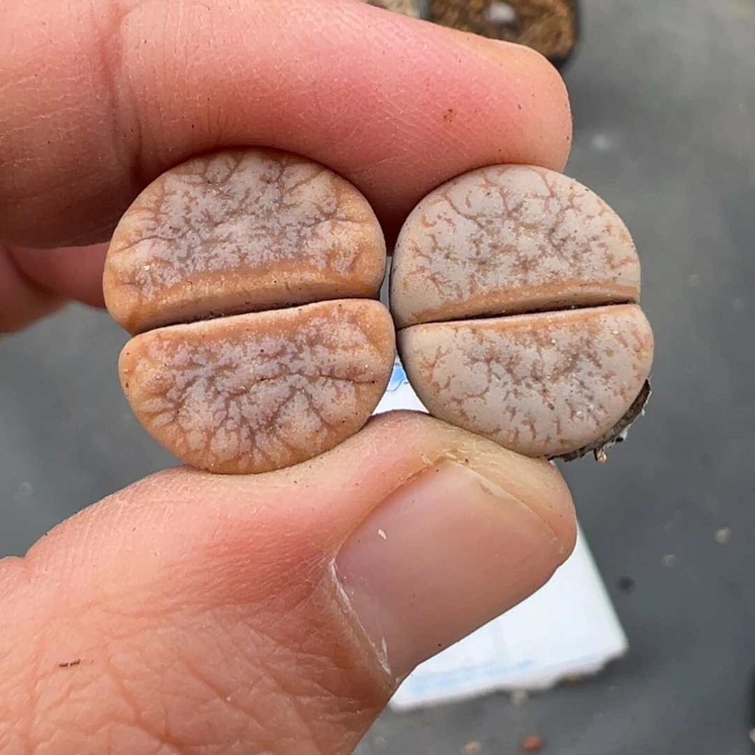 10.20好看的多肉 脱土发货001