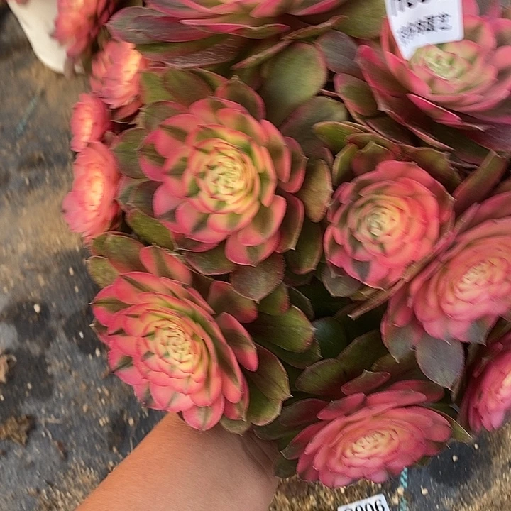 多肉植物荔枝093多肉