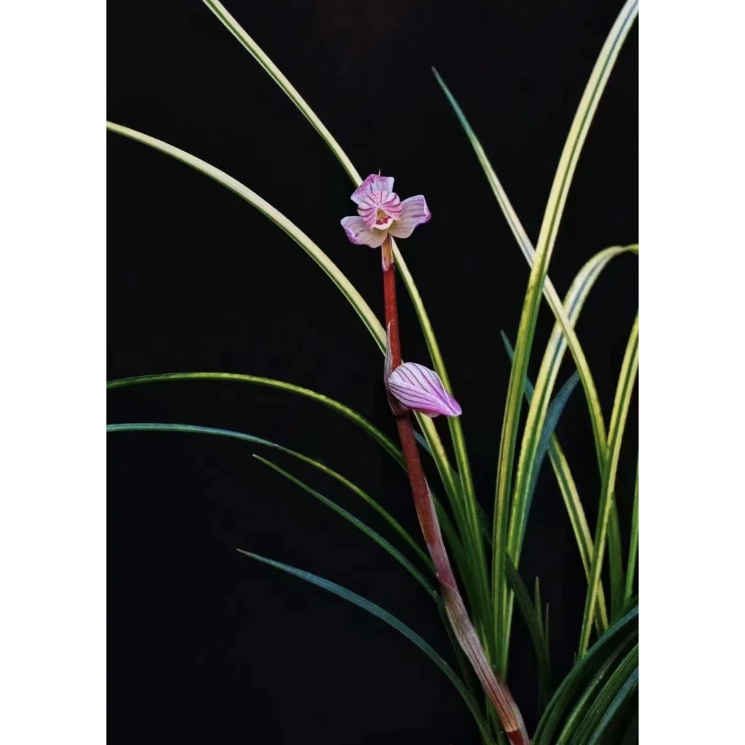 【翡翠】艺草莲瓣兰国兰名品 2苗 花开浓香 好养易活 对版 人工种植