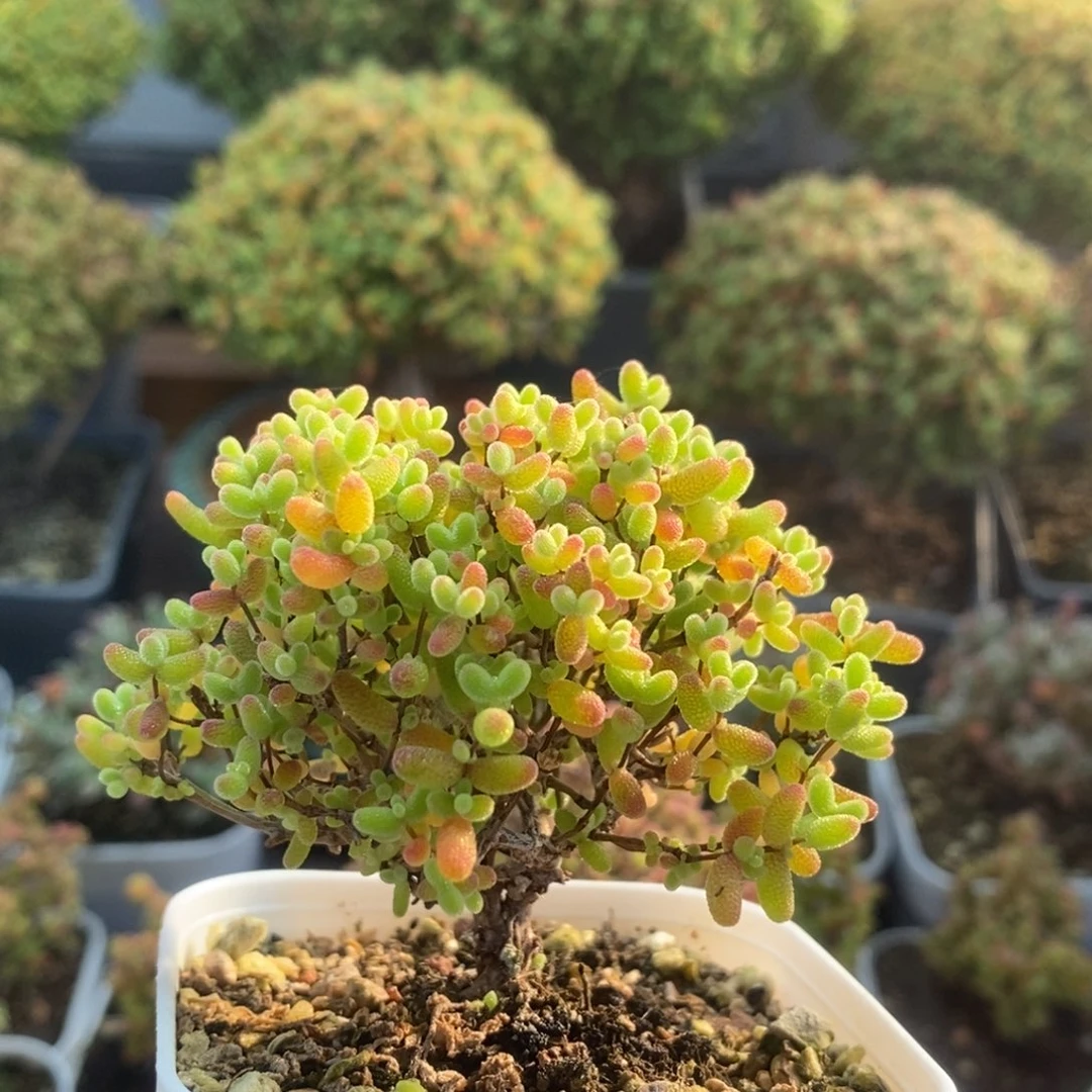 蜜橘糖球2218枝干番杏