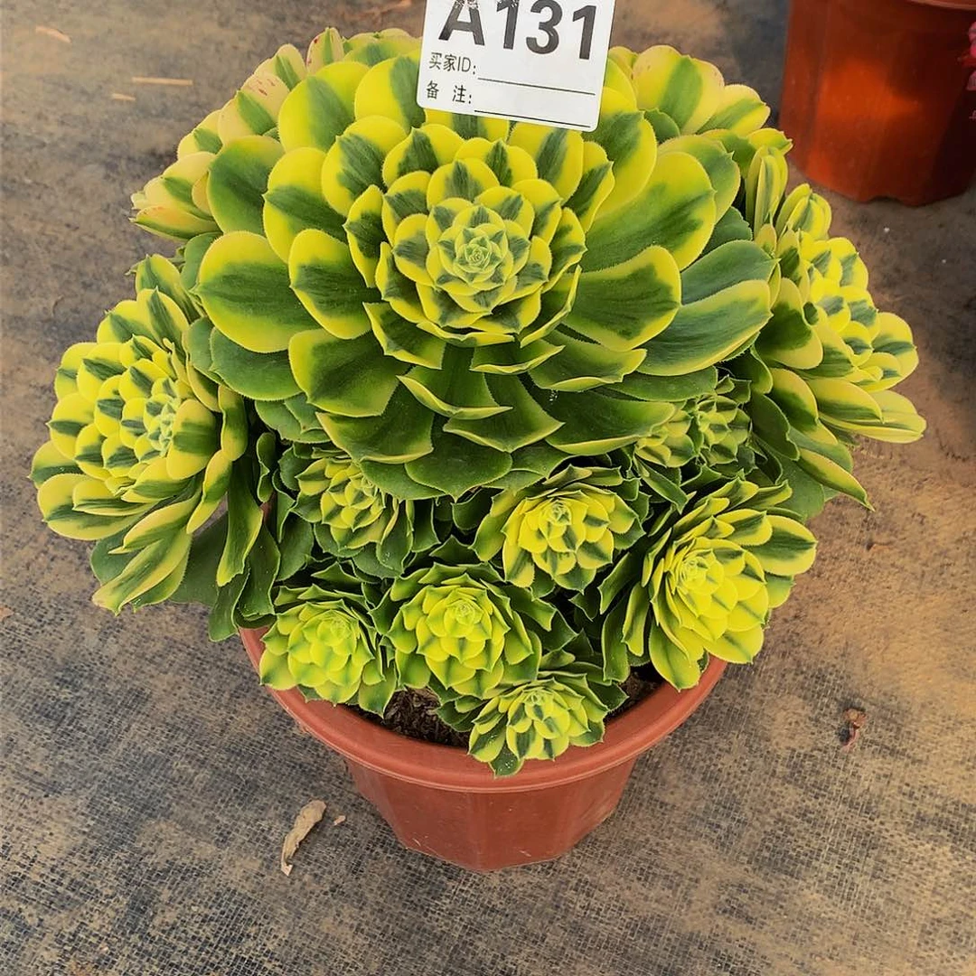 131多肉法师中亚