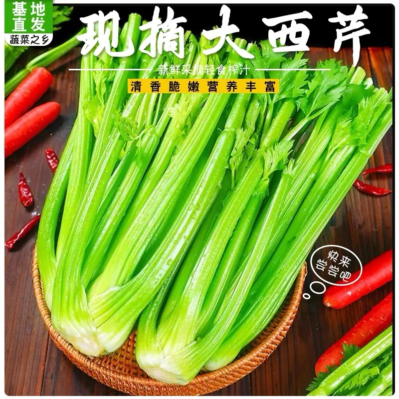 25新品山东现摘大西芹去叶产地直发榨汁蔬菜采摘出汁当季新鲜蔬菜