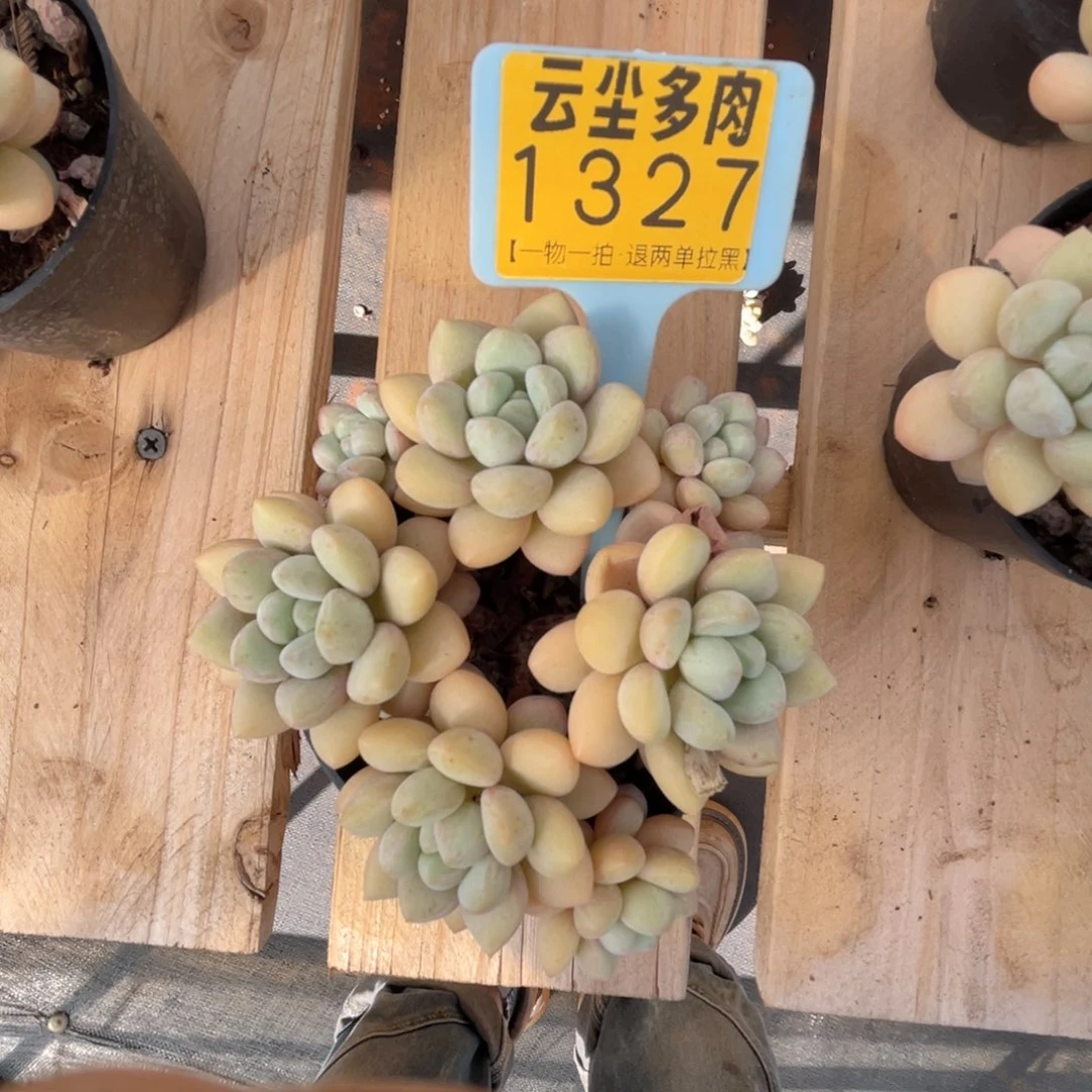 云尘多肉一物一拍1327，