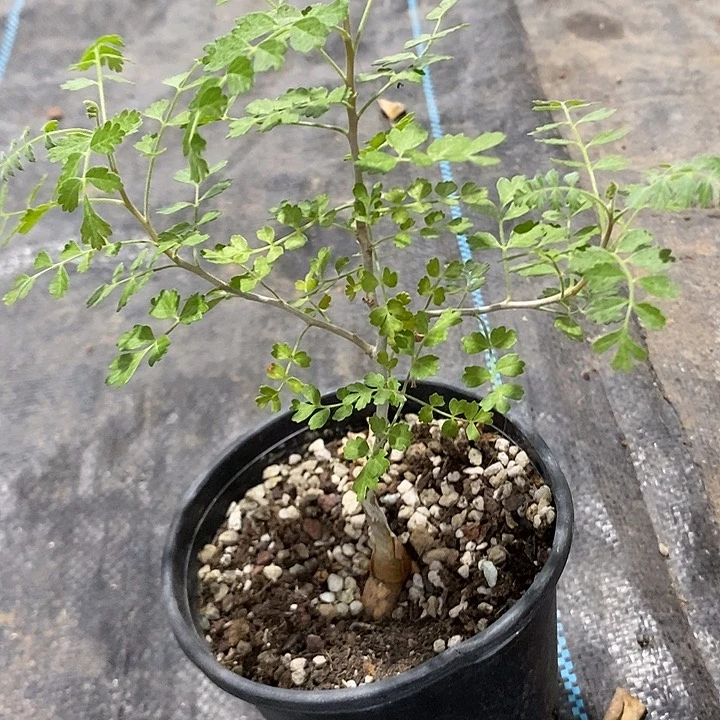 橡木漆树，一物一拍，带盆实生