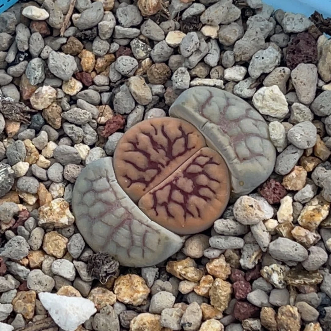 8508红纹线招福一颗