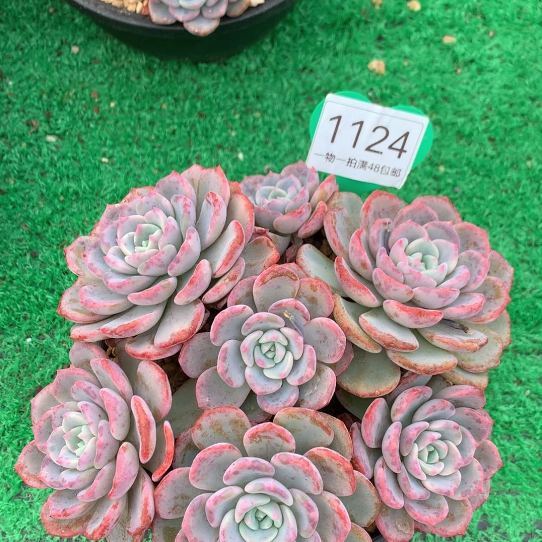 千山雪老桩捧花开播福利1124