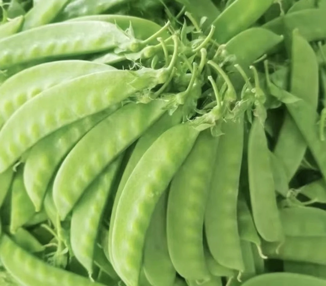 广西农家荷兰豆新鲜现摘豌豆荚带壳青皮甜豆当季时令蔬菜