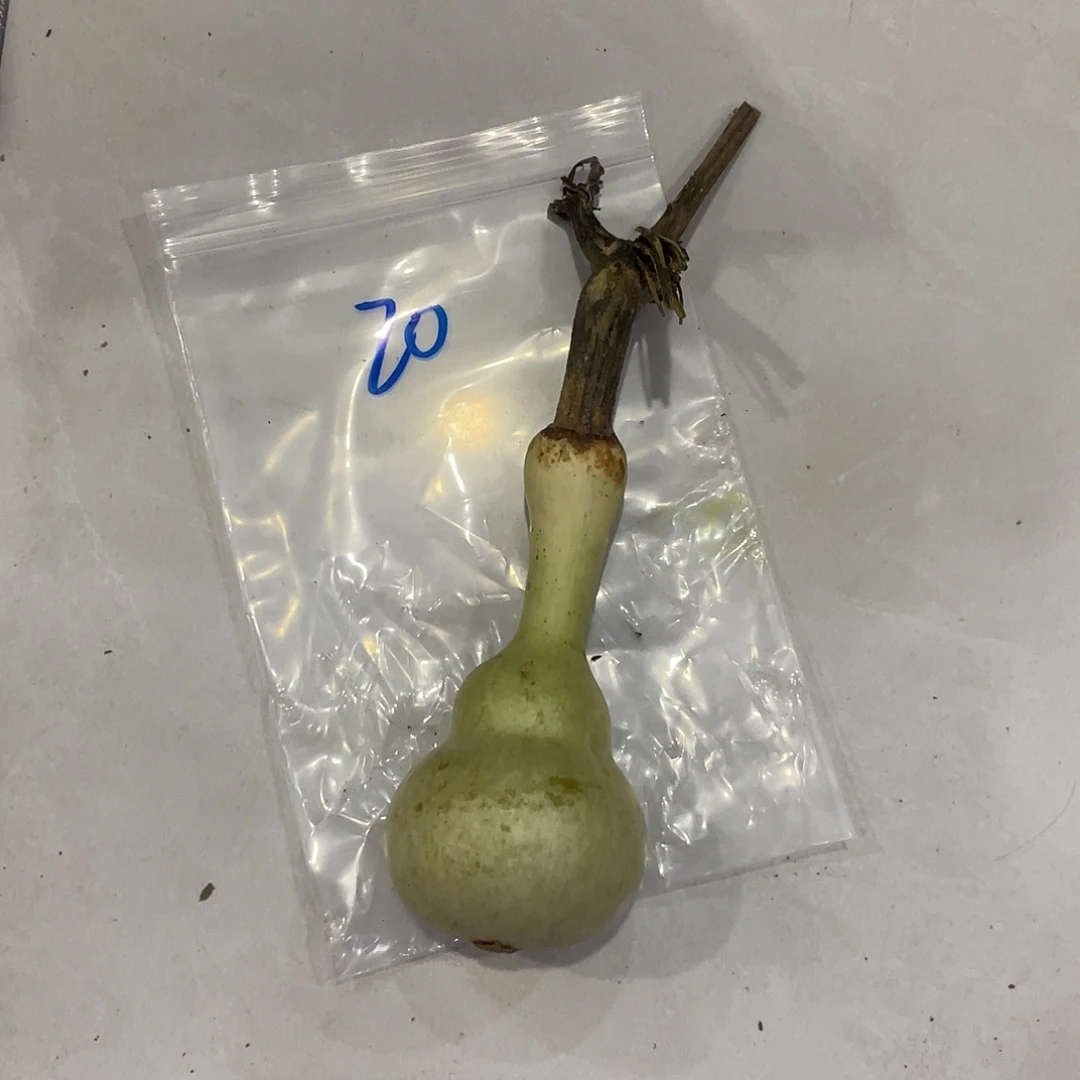 念***念过海关和vv哈哈哈