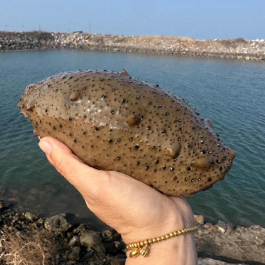 大海参 养参人 卖活参现场捕捞 现场加工煮 可做冻煮 拉缸盐高压