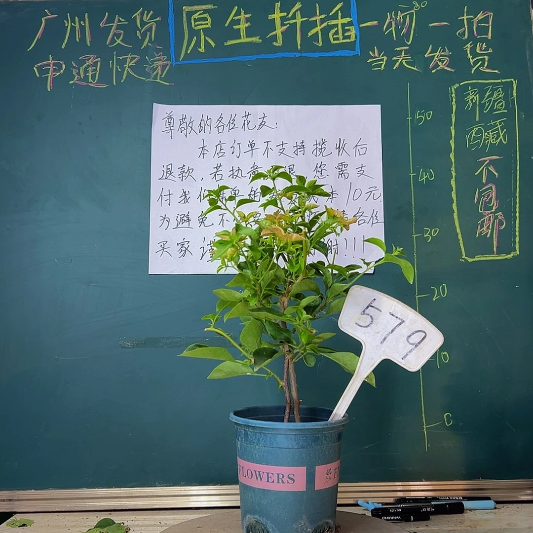 当前无花栽培后可以开花双杆 卡亚塔579