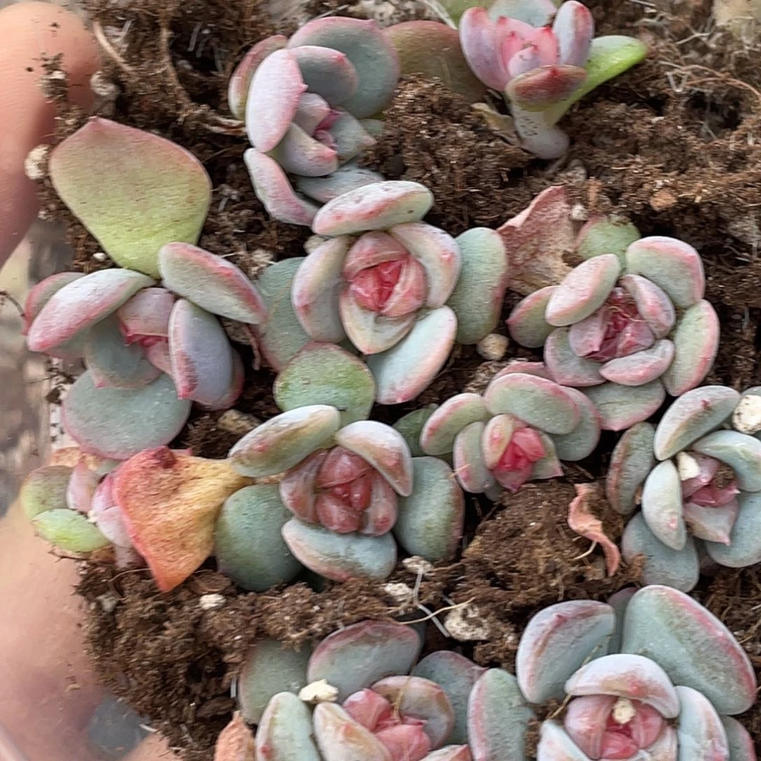 ****。OTO多肉切糕优选0342