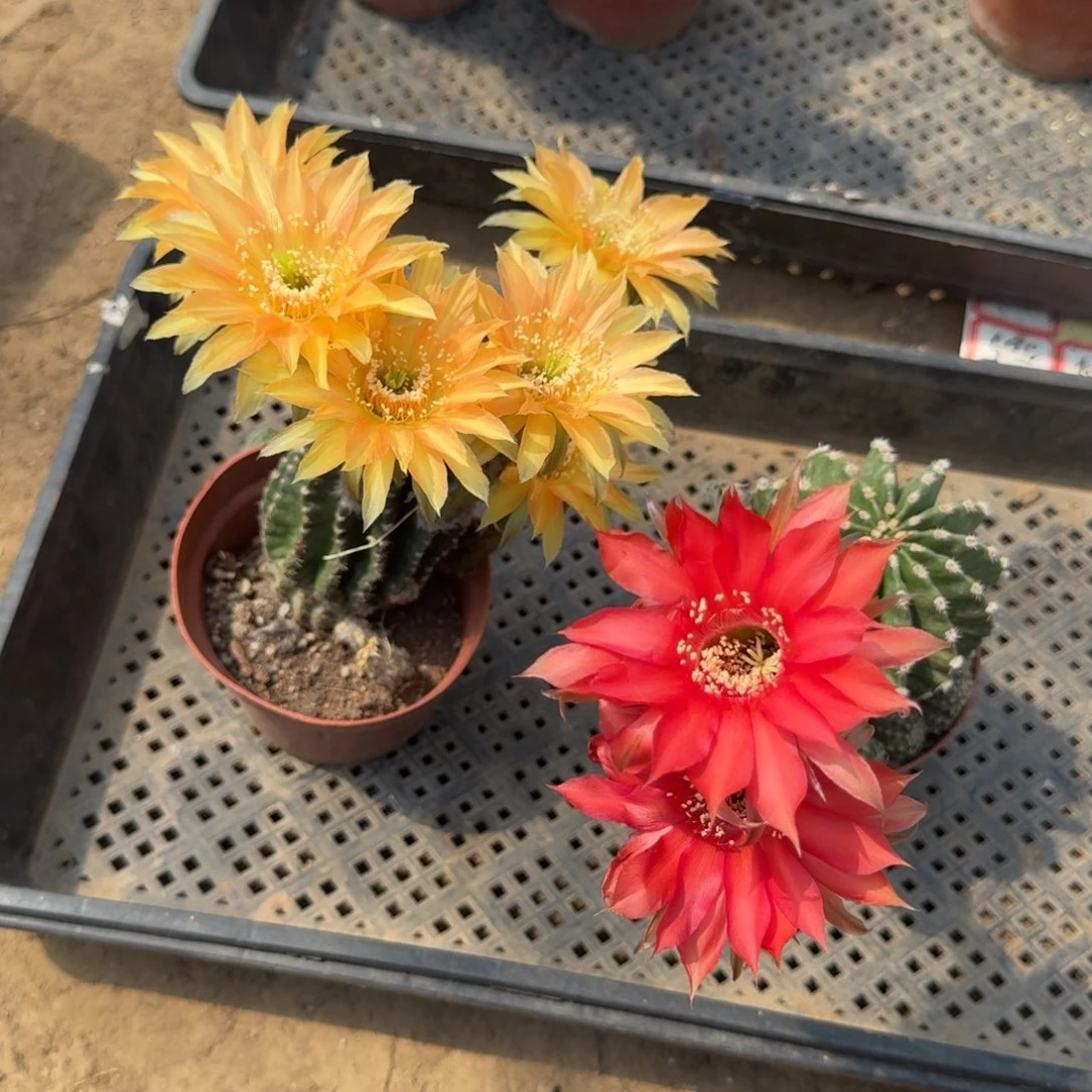 324彩草脱土发货掰花软斑掉侧牙无售后