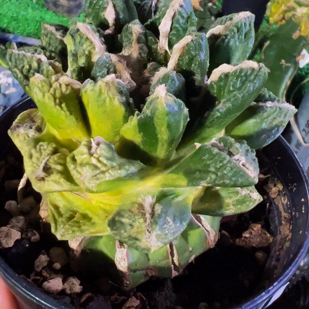 无花朵福利龟甲牡丹锦114