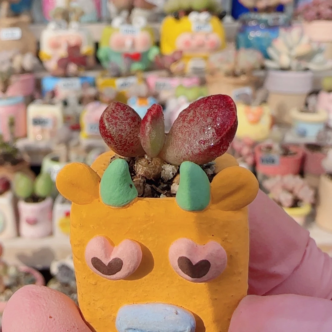 厚叶红舒题 盆口2cm