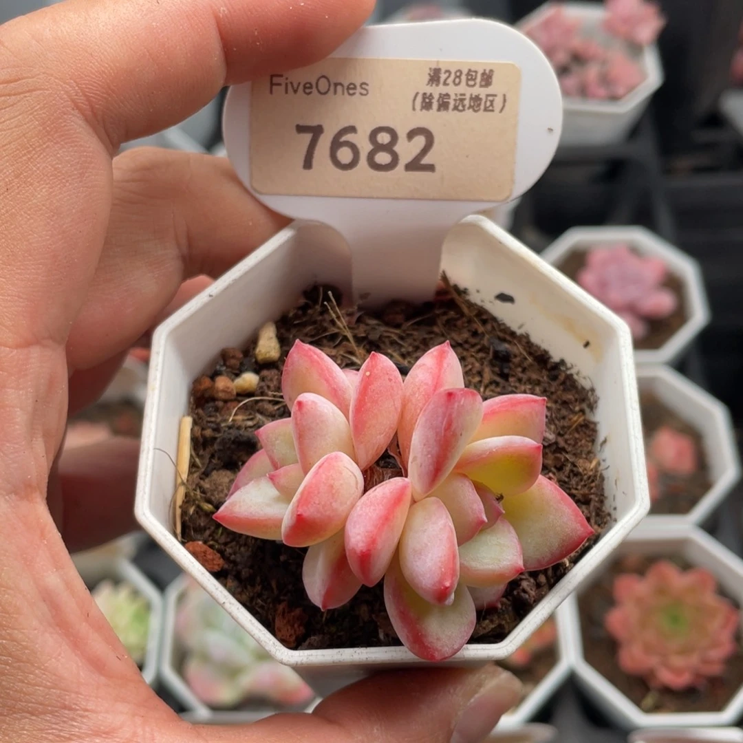 草莓泡芙7682-4.5厘米