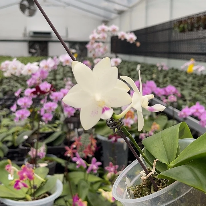 当前无花栽培后可以开花f818 726