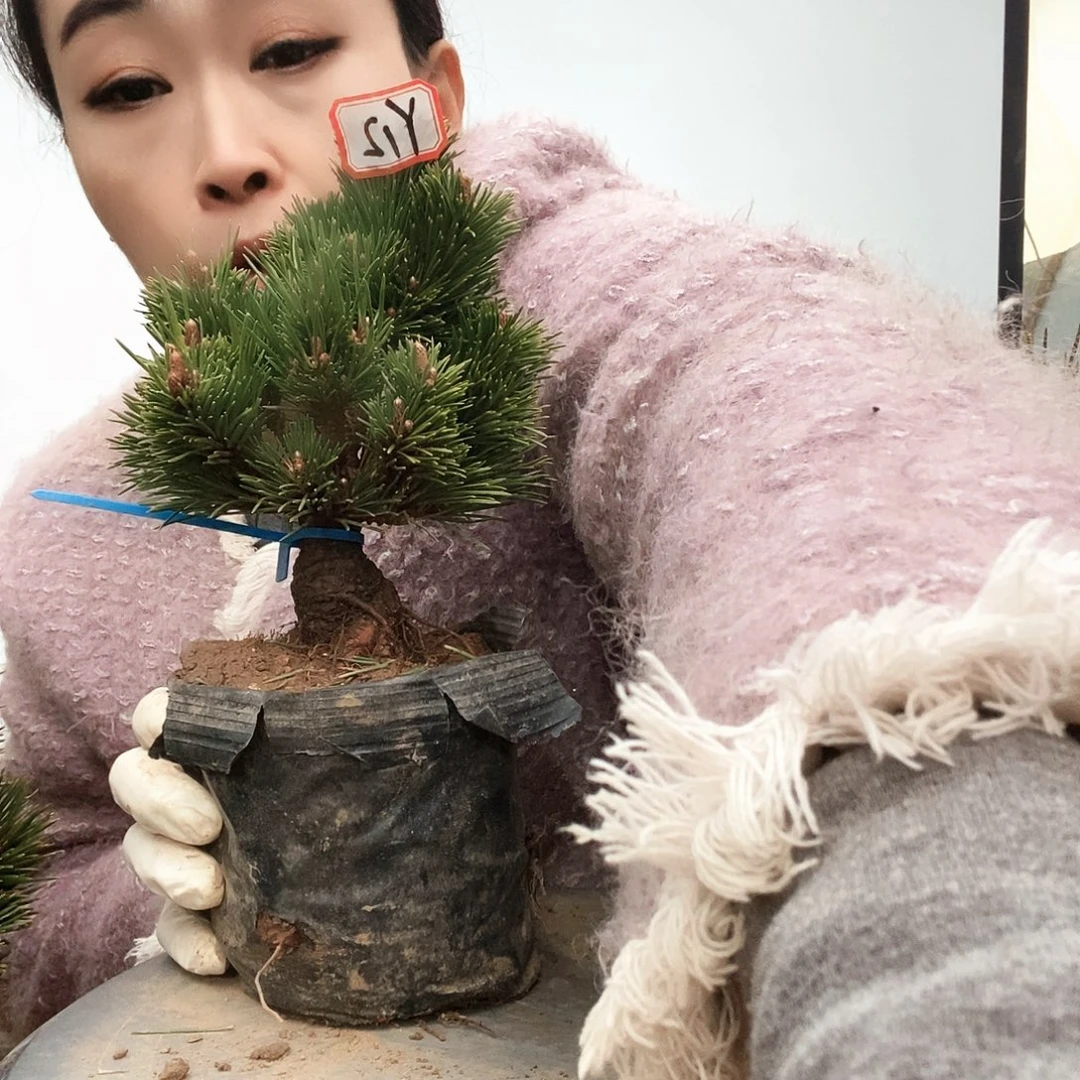 无花朵植物形态多年生草本