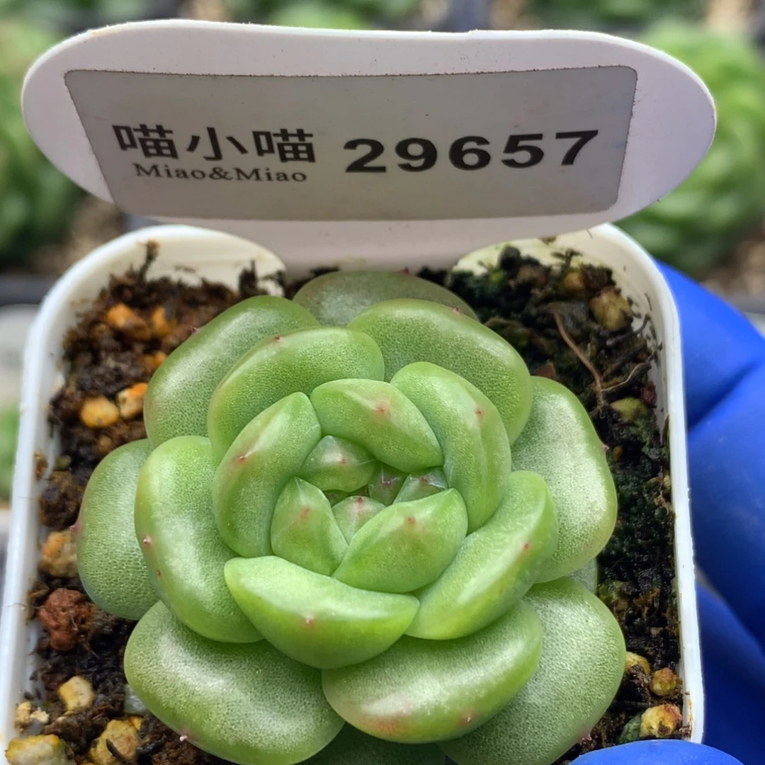 多肉植物杂交珍妮